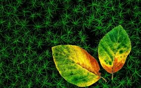Maybe you would like to learn more about one of these? Daun Indah Daun Hijau Dan Kuning Daun Wallpaper Hd Wallpaperbetter