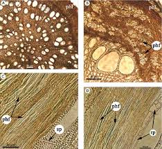 Image result for Coldenia procumbens