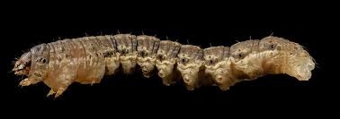 Image result for Agrotis ipsilon