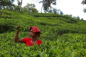 How your tea garden can produce the most beautiful gifts: Tea Garden Bangladesh