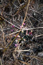 Image result for Launaea rarifolia