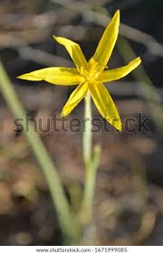 Image result for Chascanum hederaceum