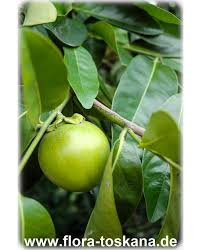 Chocolate persimmon trees are inexpensive when purchased from the largest retailer. Diospyros Digyna Xxl Black Sapote Chocolate Pudding Fruit Black Persimmon Flora Toskana