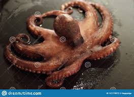 Pulpo enamorado estilo acapulco, guerrero ¡facilísima! Cocino El Pulpo Fresco Foto De Archivo Imagen De Fresco 141179972
