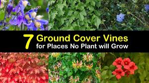 The large mature size makes this a good choice for ground cover edging or alone in a large container. 7 Ground Cover Vines For Places No Plant Will Grow