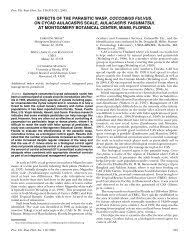 Image result for Agelanthus toroensis