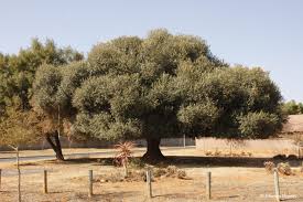 Image result for Olea capensis