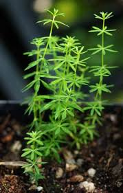 Image result for Galium verum