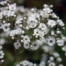 Brudeslor Gypsophila Paniculata Caryophyllaceae Nellikfamilien Snitt Herbaceous Perennials Gypsophila Flower Gypsophila