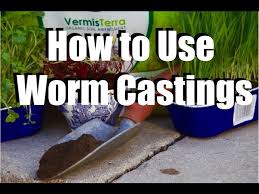 Check spelling or type a new query. Using Worm Castings In Your Garden What Why How Feeding Your Garden 1 Youtube