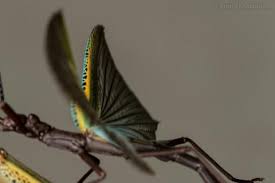 Image result for Pycnostachys orthodonta