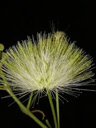 Image result for Albizia glaberrima