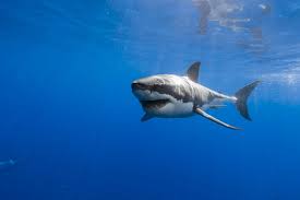 Black And White Shark Shark Wallpaper Phone H03 White Sharks Great White Shark Shark Facts