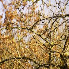 In diesem video zeigen wir ihnen schritt für schritt, wie sie einen birnbaum richtig schneiden. Gibt Es Revitalisierung Beim Obstbaumschnitt Baumpflegeportal