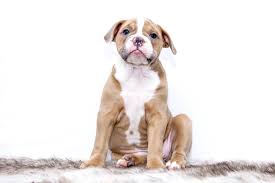 Yavru Kopek Egitimi Hakkinda Bilmeniz Gereken 21 Sey In 2020 With Images Dog Images Bulldog Puppies Dog Behavior