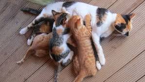 How Long Can A Mother Cat Be Away From Her Kittens My British Shorthair