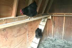 Maybe you would like to learn more about one of these? Everything You Need To Know About Diy Chicken Roosts Simple Living Country Gal