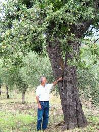 Azienda Agricola Taverna del Duca - 381 Photos - Agricultural Cooperative - 84036 Sala Consilina