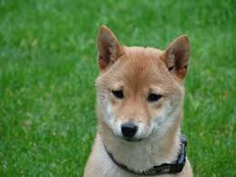 Every shiba inu needs to check their stash. Q1ardan0rbqfgm
