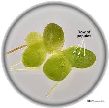 Image result for Lemna