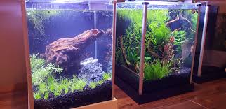 Api splendid betta complete water conditioner. Starting A Tank For A Wild Betta Api Api Aquariums