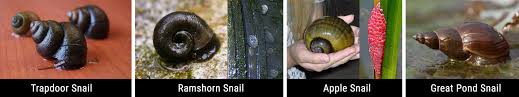 Slugs and snails are not if necessary, get out and handpick the little rascals—a task best undertaken in the evening twilight or. Identifying Pond Snails And Which Ones Are Good Or Bad For Your Water Garden Hoffman S Water X Scapes
