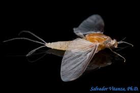 Image result for Walleria mackenziei