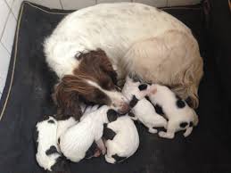 Spaying or neutering is one of the most responsible ways dog owners can care for their pet. Should My Dog Have Puppies Before Being Spayed Holidays4dogs Home Boarding For Dogs