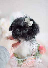 Find puppies for sale in florida, miami, fort myers, tampa, orlando, south florida, lakeland, sarasota, bradenton, cape coral, ford lauderdale, st petersburg. Havanese Puppies For Sale By Teacups Puppies Boutique Teacup Puppies Boutique