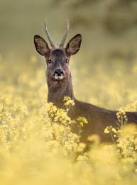 Image result for roe deer