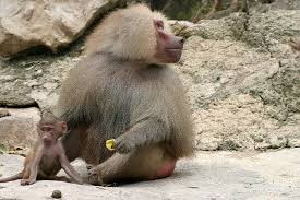 Check spelling or type a new query. List Of African Animals Beginning With Letters A To Z