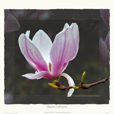 Image result for magnolia soulangeana
