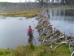 The beaver's habitat is woods and water. File Beaver Dam In Tierra Del Fuego Chile Jpg Wikipedia