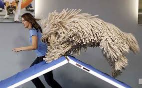 Find komondor puppies for sale on pets4you.com. Komondor Vs Puli Zoom Room Dog Training