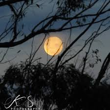 Kari Sherman (@ksphotographysh) • Instagram photos and videos