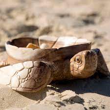 Les tortues utilisaient des systèmes relatifs d'entrée en position, chacun. Tortue En Bois De Suar L Objets Deco L Containers Du Monde