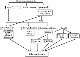 Image result for Hypercholesterolemia