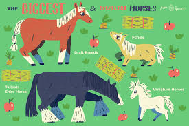 The Largest And Smallest Breeds Horses In The World