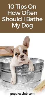 10 Tips On How Often Should I Bathe My Dog Puppies Club In 2020 Dogs Dog Facts Puppies