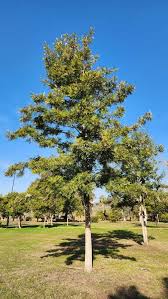 Image result for Grevillea robusta