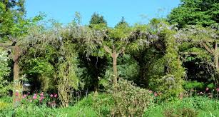 Producing offspring or fruit in great abundance; Wisteria Sinensis Prolific Chinesischer Edelblauregen Prolific Gunstig Online Kaufen