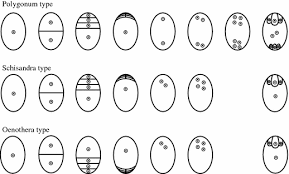 Types Of Embryosac | Ppt