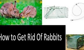 See full list on wikihow.com How To Get Rid Of Rabbits Both In Winter And In Summer 7 Best Methods And Tips