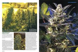Harvest A Pound Every Three Weeks High Times June 2009