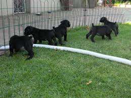 Accepts no responsibility in respect of any puppy that you may acquire from any of the breeders who advertise on this website. Black Boerboel Puppies Port Elizabeth Free Classifieds In South Africa