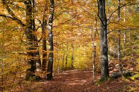 Od svého zmizení se ji pokusilo najít mnoho lovců pokladů. Fotografie Jantarova Komnata Galerie Megapixel