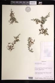 Image result for Selaginella nivea