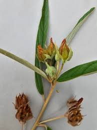 Image result for Melhania randii