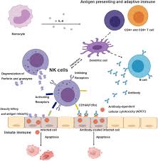 Natural Killer Cells Associated With Sars Cov 2 Viral Rna Shedding Antibody Response And Mortality In Covid 19 Patients Experimental Hematology Oncology Full Text