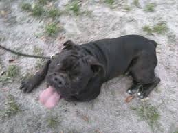 Beautiful eyes color pretty eyes cool eyes rare eye colors witcher wallpaper eye color chart rare eyes colored eye contacts galaxy eyes. English Bulldog Pups Beautiful Rare Colors For Sale In Brooksville Florida Classified Americanlisted Com